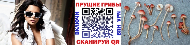 купить наркоту  Тейково  KRAKEN зеркало  Псилоцибиновые грибы MAGIC MUSHROOMS 